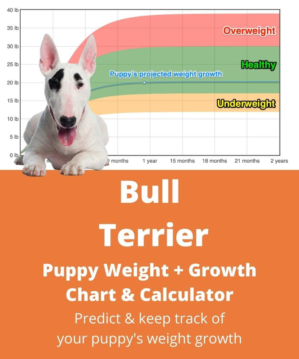 english-bull-terrier Puppy Weight Growth Chart english-bull-terrier Puppy Weight Growth Chart